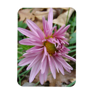 Rosa Wink Magnet