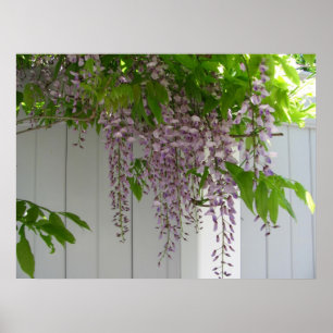 Rosa Wisteria~-tryck Poster