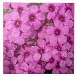 Rosa Wood Sorrel Blommigt Kakelplatta<br><div class="desc">Keramiskt plattor som innehåller fotobilden av små blommor av rosa Wood Sorrel som är en av Oxalis arter. En underbar,  blommigt design! Markera din ruta storlek. Gör en söt köksbagge!</div>