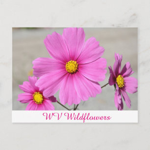 Rosa WV Vild Flowers Vykort
