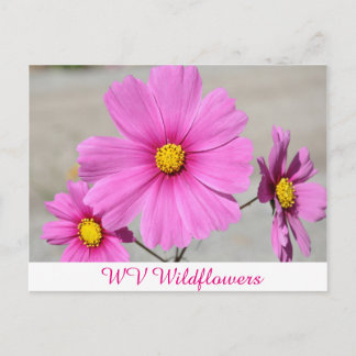 Rosa WV Vild Flowers Vykort