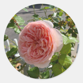 Rosa x centifolia (Cabbagerosa) sticker Runt Klistermärke