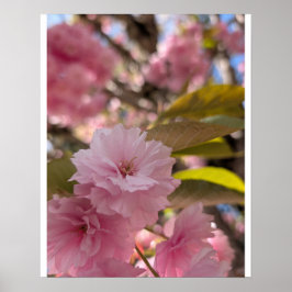 Rosa Yaezakura-blomma Poster