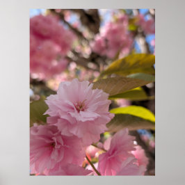 Rosa Yaezakura-blomma Poster