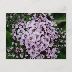 Rosa Yarrow, Unalaska Island Vykort