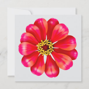 Rosa Zinnia