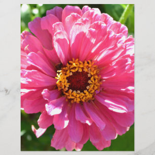 Rosa Zinnia