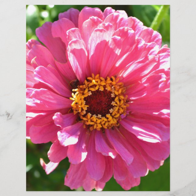 Rosa Zinnia (Framsida)