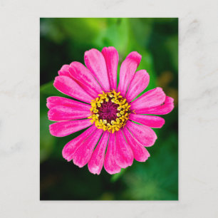 Rosa Zinnia-blomman Vykort