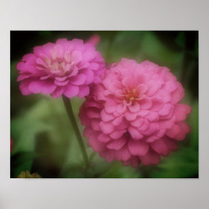 Rosa Zinnia blommar i Bloom Poster
