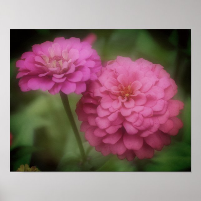 Rosa Zinnia blommar i Bloom Poster (Framsidan)