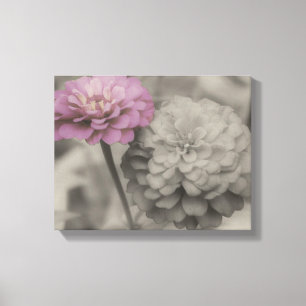 Rosa Zinnia-blommor i svartvitt Canvastryck