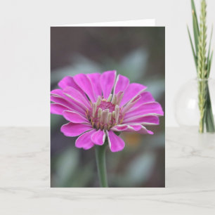 Rosa Zinnia-blomsterkort 5 x 7 (tomt inuti) Tack Kort