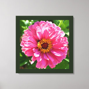 Rosa Zinnia Canvastryck