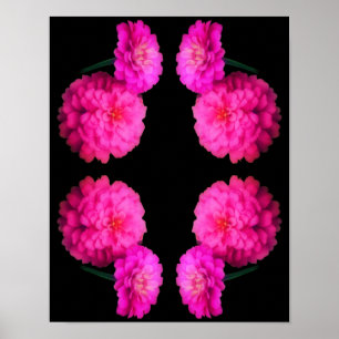 Rosa Zinnia Flower Abstrakt Art Poster