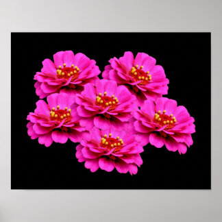 Rosa Zinnia Flower Bouquet Poster