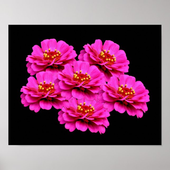 Rosa Zinnia Flower Bouquet Poster (Framsidan)