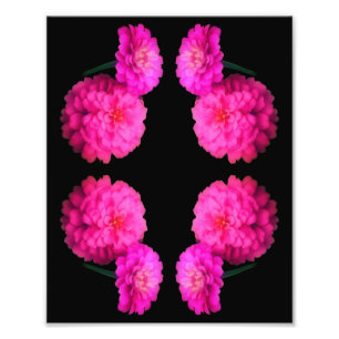 Rosa Zinnia Flower Pair Abstrakt Art. 8x10 Fototryck