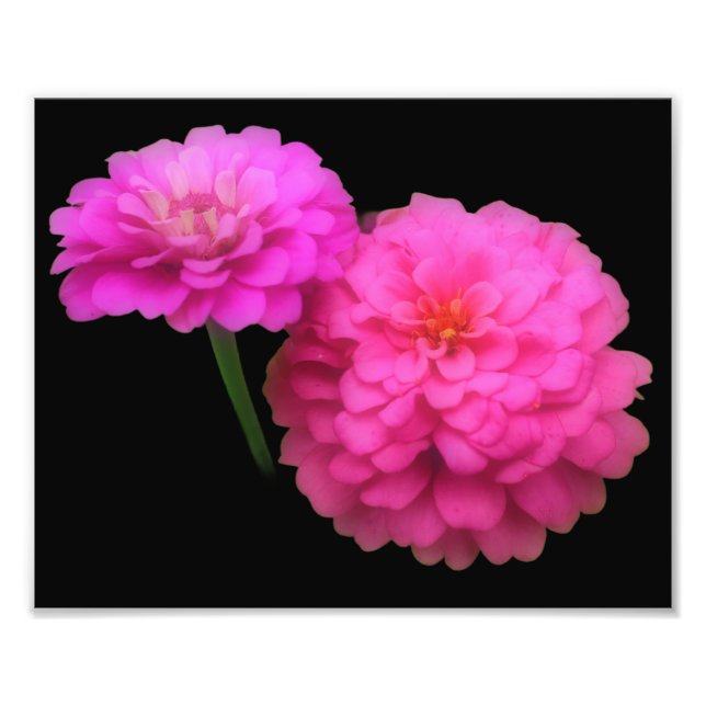 Rosa Zinnia Flower Pair Close Cup 8x10 Fototryck (Framsidan)