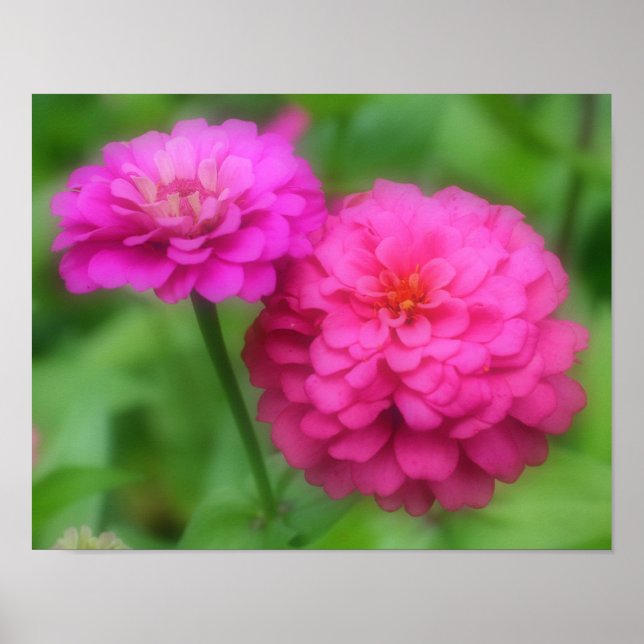 Rosa Zinnia Flower Pair Close Up Poster (Framsidan)