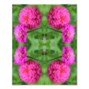 Rosa Zinnia Flower Pair Spegel Abstrakt 8x10 Fototryck