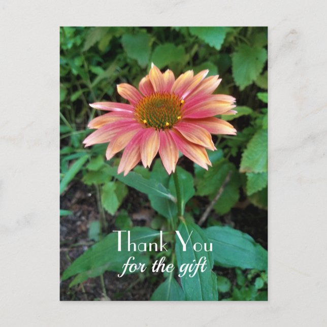 Rosa Zinnia Flower Photo Tack med Hälsning Vykort (Framsida)