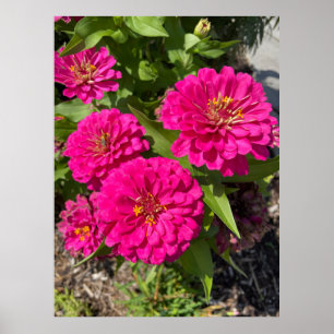 Rosa Zinnia Flower Poster