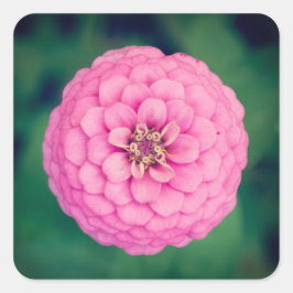 Rosa Zinnia Flower Square Stickers Fyrkantigt Klistermärke