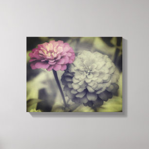 Rosa Zinnia Flowers Black and White Canvastryck