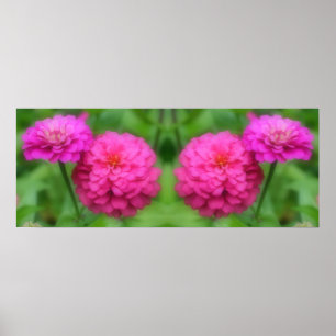 Rosa Zinnia Flowers Spegel Abstrakt Poster