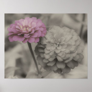 Rosa Zinnia Flowers Vintage Partial Färg Poster