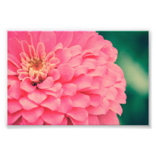 Rosa Zinnia Fototryck