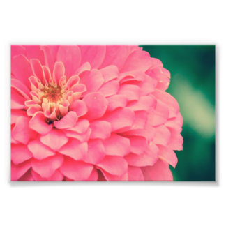 Rosa Zinnia Fototryck