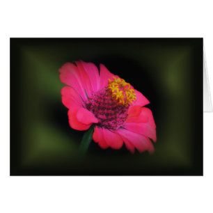 Rosa Zinnia Glow Hälsningskort