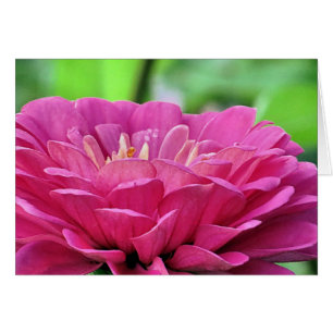 Rosa Zinnia Hälsningskort
