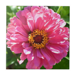 Rosa Zinnia Kakelplatta