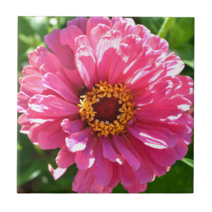 Rosa Zinnia Kakelplatta
