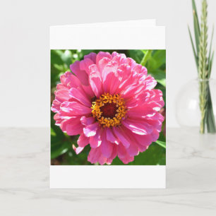 Rosa Zinnia Kort
