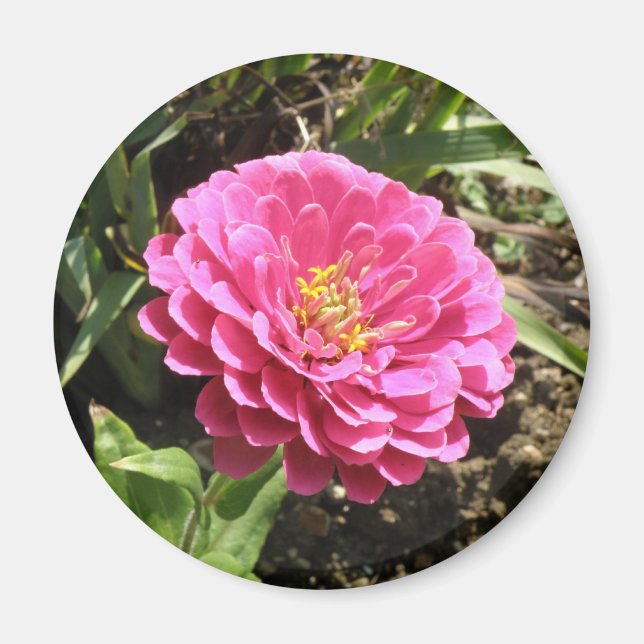 Rosa Zinnia Magnet (Framsidan)