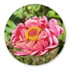 Rosa Zinnia med Gult Center Matta Knopp