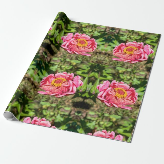 Rosa Zinnia med Gult Center Presentpapper (Utrullad)