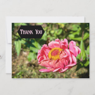 Rosa Zinnia med Gult Center Tack Kort