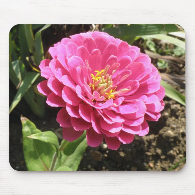 Rosa Zinnia Mousepad Musmatta (Framsidan)