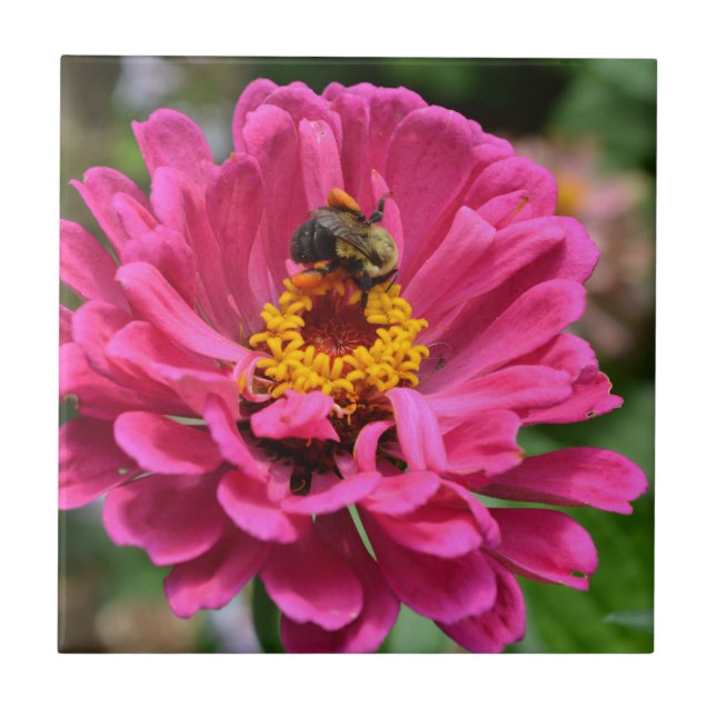 Rosa Zinnia och humla Kakelplatta (Framsidan)