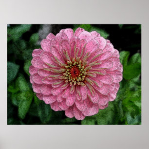 Rosa Zinnia Poster