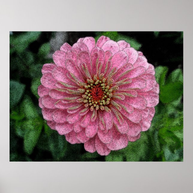 Rosa Zinnia Poster (Framsidan)