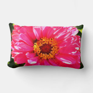 Rosa Zinnia, rosa daisy, rosa blomfoto Lumbarkudde