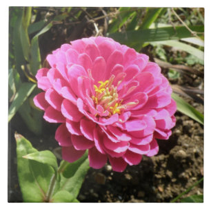 Rosa Zinnia Tile Kakelplatta