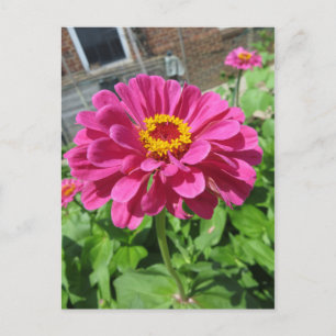 Rosa Zinnia Vykort