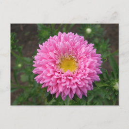Rosa Zinnia Vykort